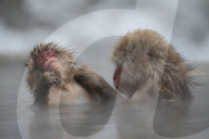 FEATURE - Pix of the Day: Bilder des Tages