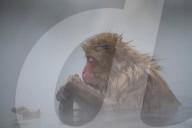 FEATURE - Japan: Affen Wellness im Joshinetsu Kogen National Park
