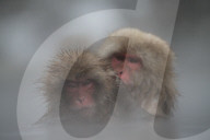 FEATURE - Japan: Affen Wellness im Joshinetsu Kogen National Park