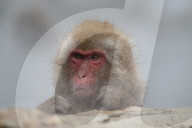 FEATURE - Japan: Affen Wellness im Joshinetsu Kogen National Park