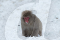 FEATURE - Japan: Affen Wellness im Joshinetsu Kogen National Park