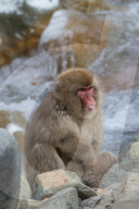FEATURE - Japan: Affen Wellness im Joshinetsu Kogen National Park
