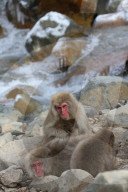 FEATURE - Japan: Affen Wellness im Joshinetsu Kogen National Park