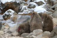FEATURE - Japan: Affen Wellness im Joshinetsu Kogen National Park