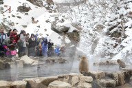 FEATURE - Japan: Affen Wellness im Joshinetsu Kogen National Park