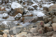 FEATURE - Japan: Affen Wellness im Joshinetsu Kogen National Park