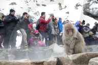 FEATURE - Japan: Affen Wellness im Joshinetsu Kogen National Park