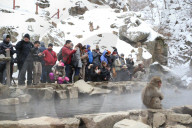 FEATURE - Japan: Affen Wellness im Joshinetsu Kogen National Park