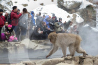 FEATURE - Japan: Affen Wellness im Joshinetsu Kogen National Park