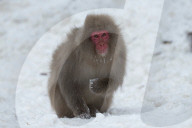 FEATURE - Japan: Affen Wellness im Joshinetsu Kogen National Park