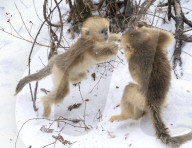 FEATURE - Goldäffchen toben im Schnee
