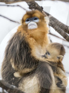 FEATURE - Goldäffchen toben im Schnee
