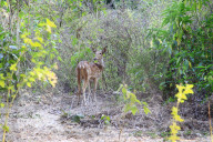 NEWS -  Angst vor dem Leoparden in der indischen Grossstadt Mumbai