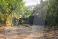 NEWS -  Angst vor dem Leoparden in der indischen Grossstadt Mumbai