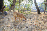 NEWS -  Angst vor dem Leoparden in der indischen Grossstadt Mumbai