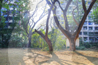 NEWS -  Angst vor dem Leoparden in der indischen Grossstadt Mumbai