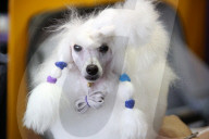 FEATURE - New York: Westminster Kennel Club Hunde Show