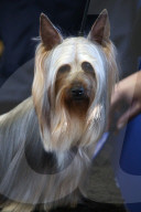 FEATURE - New York: Westminster Kennel Club Hunde Show
