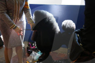FEATURE - New York: Westminster Kennel Club Hunde Show