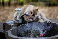 FEATURE - Bali: Affen im Tempel bei Ubud