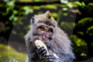 FEATURE - Bali: Affen im Tempel bei Ubud