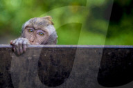 FEATURE - Bali: Affen im Tempel bei Ubud