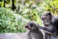 FEATURE - Bali: Affen im Tempel bei Ubud