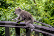 FEATURE - Bali: Affen im Tempel bei Ubud