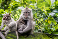 FEATURE - Bali: Affen im Tempel bei Ubud