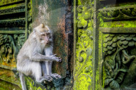FEATURE - Bali: Affen im Tempel bei Ubud