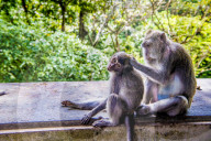 FEATURE - Bali: Affen im Tempel bei Ubud