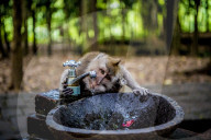 FEATURE - Bali: Affen im Tempel bei Ubud