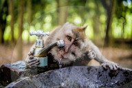 FEATURE - Bali: Affen im Tempel bei Ubud