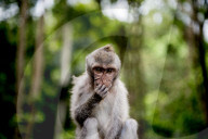 FEATURE - Bali: Affen im Tempel bei Ubud