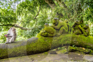 FEATURE - Bali: Affen im Tempel bei Ubud