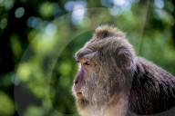 FEATURE - Bali: Affen im Tempel bei Ubud
