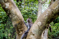 FEATURE - Bali: Affen im Tempel bei Ubud