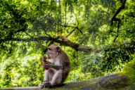 FEATURE - Bali: Affen im Tempel bei Ubud