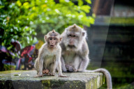 FEATURE - Bali: Affen im Tempel bei Ubud