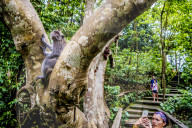 FEATURE - Bali: Affen im Tempel bei Ubud