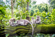 FEATURE - Bali: Affen im Tempel bei Ubud