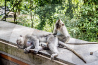 FEATURE - Bali: Affen im Tempel bei Ubud