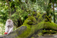 FEATURE - Bali: Affen im Tempel bei Ubud
