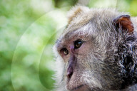 FEATURE - Bali: Affen im Tempel bei Ubud
