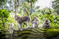 FEATURE - Bali: Affen im Tempel bei Ubud