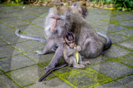 FEATURE - Bali: Affen im Tempel bei Ubud