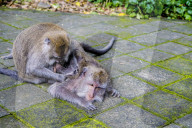 FEATURE - Bali: Affen im Tempel bei Ubud