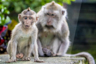 FEATURE - Bali: Affen im Tempel bei Ubud