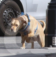 EXKLUSIV - David Hasselhoff mit Hayley und Hund nach der Velotour in LA