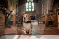 FEATURE - Funeral Therapy Dog: Beagle Basil soll das Angehörigen bei der Trauer beistehen